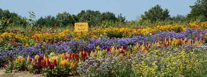 Flowers at the Tree Farm